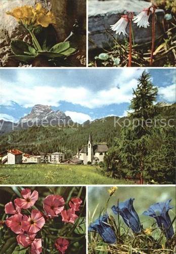Mendola pass panorama primula - pass,
