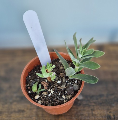 Crassula mesembryanthemoides - crassula,