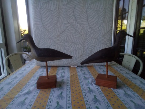 Split tail willet - , shore
