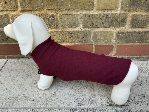 Miniature dachshund - miniature,