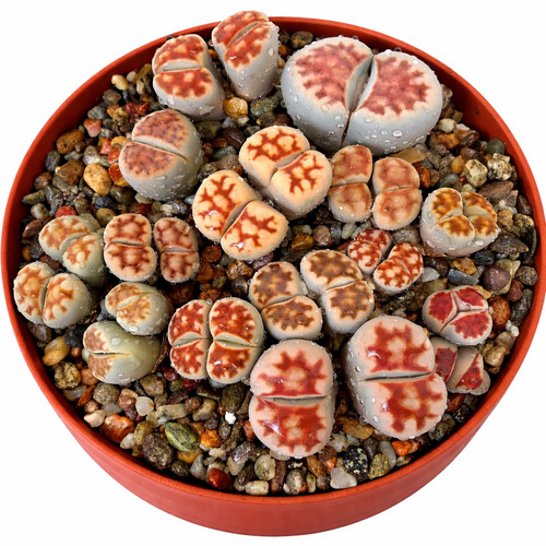 Lithops karasmontana red tops - lithops,
