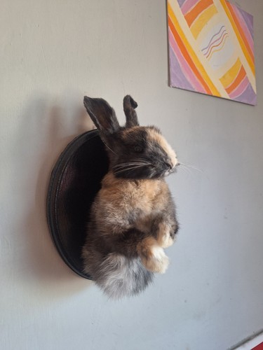 Taxidermy rabbit wall - wall, mount