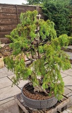 bonsai trees outdoor large