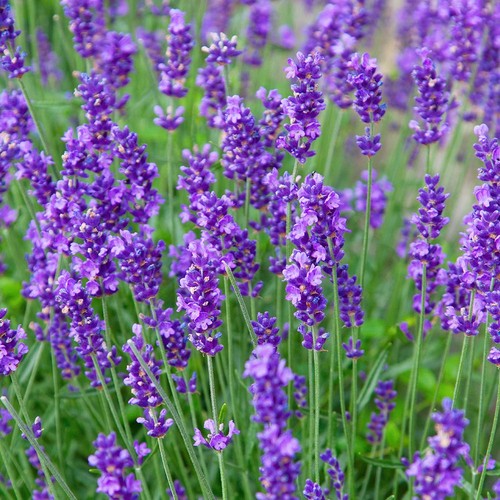 Live munstead lavender plant - lavender,
