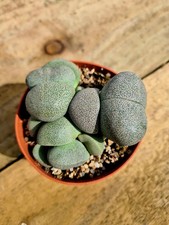 Pleiospilos Nelii 'Split Rock'