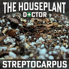 STREPTOCARPUS Potting Soil Mix
