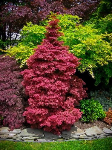 Acer palmatum skeeter - acer, ‘skeeter’s