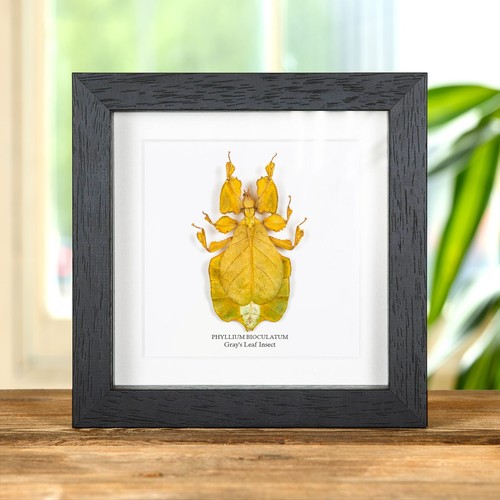 Gray leaf insect - gray's,