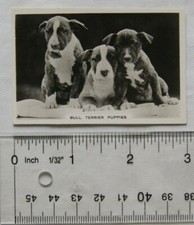 1939 Senior Service Dogs No. 2 Bull Terrier Puppies