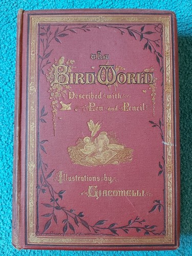 The bird world - bird, described