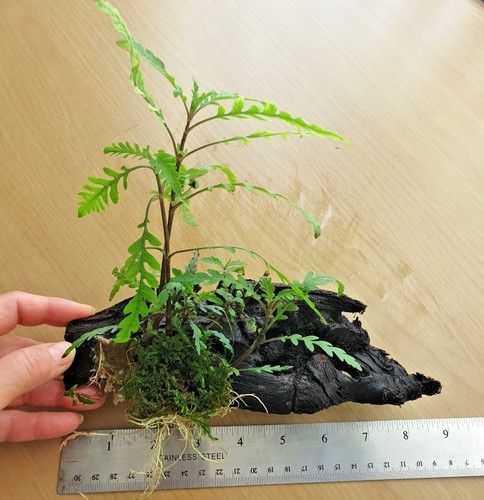 Hygrophila pinnatifida moss - hygrophila,