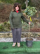 Photinia Seratifolia  variegated real standard tree 150cm. inc.pot