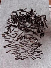 Vintage Nibs For Ink Pens, Calligraphy - Various about 150 in all job lot