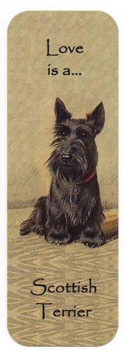 Scottish terrier scottie dog - scottish,