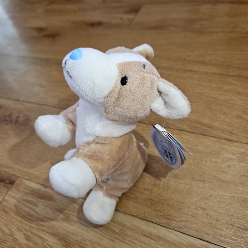 Blue nose friend queenie corgi - queenie,