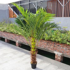 2ft-6FT Large Artificial Palm