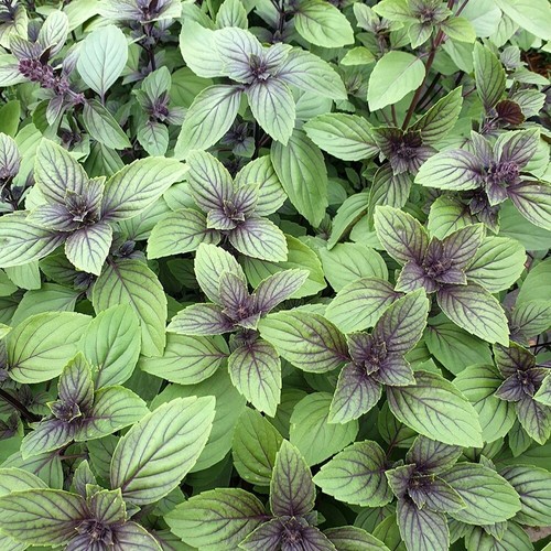 Basil herb plant ocimum - basil,