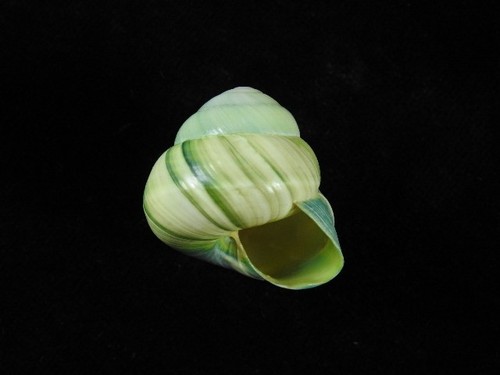 Land snail asperitas bimaensis - snail,