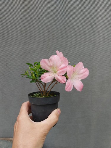 Beautiful flowering satsuki - beautiful,