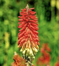 Red Hot Poker Seeds - Torch