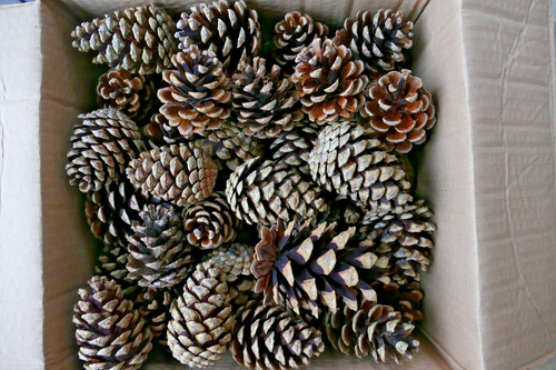 Box natural fir pine - 60,