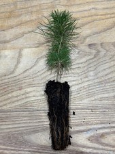 Monterey Pine Pinus Radiata UK hardy Pine tree x1