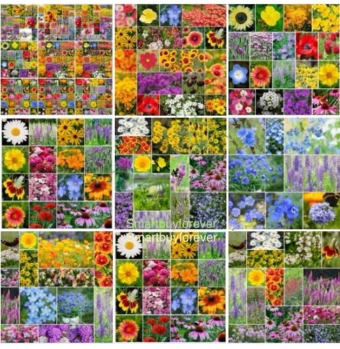 500 annual perennial - 500+, annual/perennial