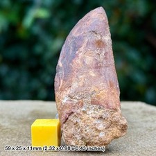 Carcharodontosaurus dinosaur tooth fossil (similar to t-rex) - cretaceous, kem