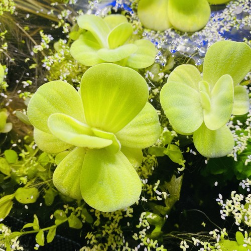 Floating water lettuce - floating, (pistia