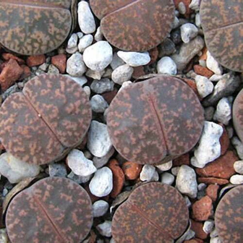 Seeds lithops lesliei - seeds,