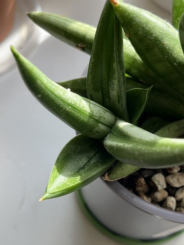 Sansevieria boncel platinum - ,