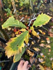 Kindred Spirit Oak tree
