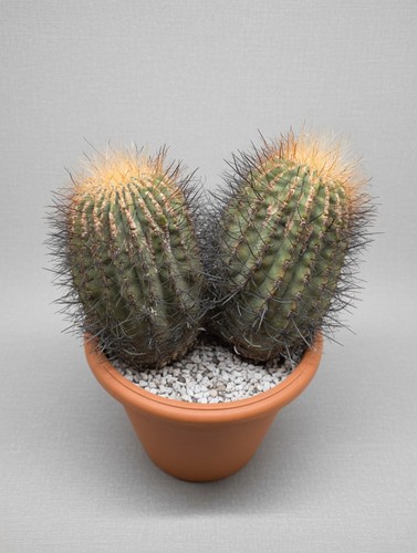 Denmoza rhodacantha - , v