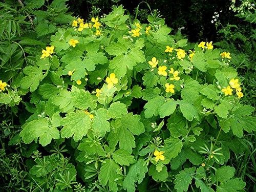 Greater celandine chelidonium - greater,