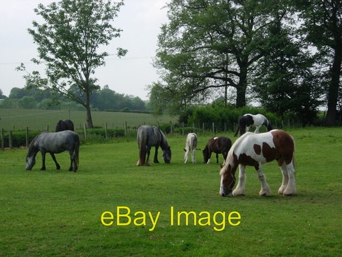 Photo 6x4 field with - field, grazing