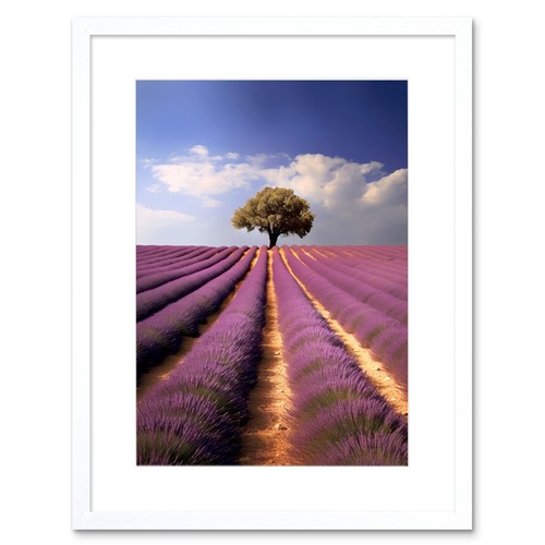 Lavender field provence france - field,