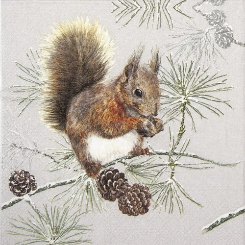 Squirrel winter - 4x,