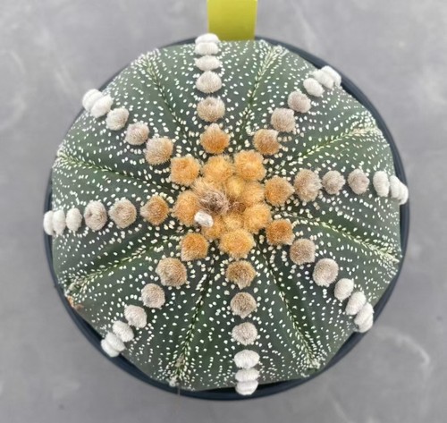 Rare plant cacti astrophytum - plant,