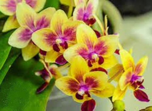 Phalaenopsis sogo gotris - phalaenopsis,