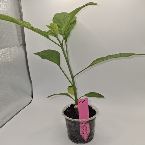 Brugmansia pink angel - pink, angel's