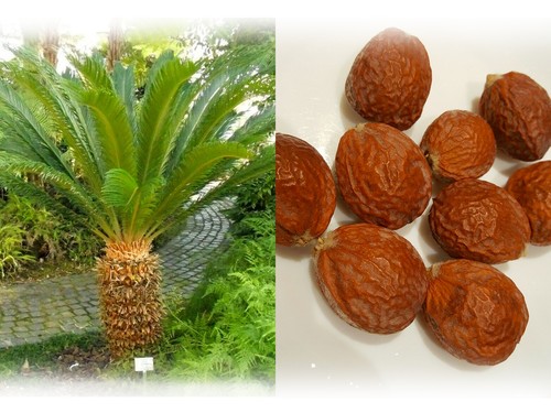 Cycas revoluta japanese - revoluta, 'japanese