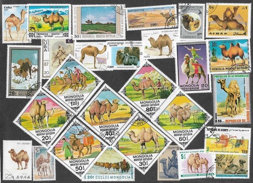 Camels nature wild animals 25 - camels,