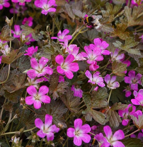 Hardy geranium orkney cherry - hardy,