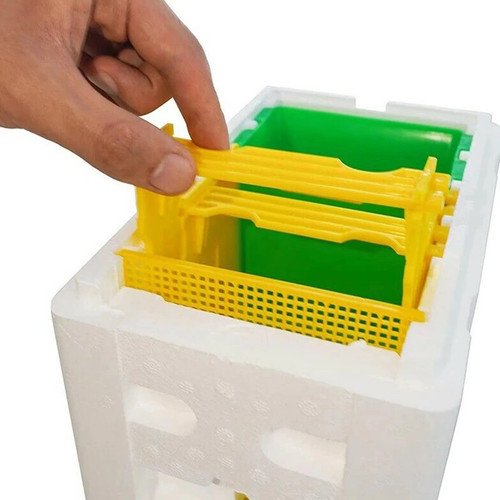 Queen bee breeding - breeding, box