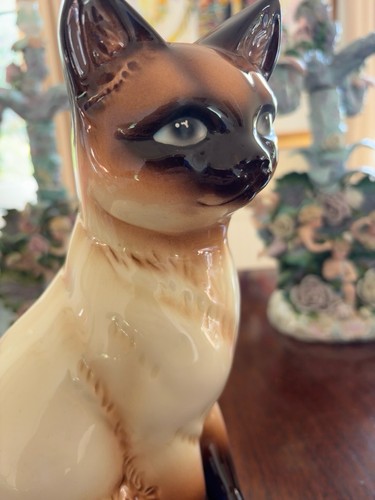 Large goebel siamese - siamese, cat