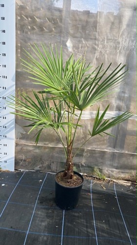 Trachycarpus fortunei palm - trachycarpus,
