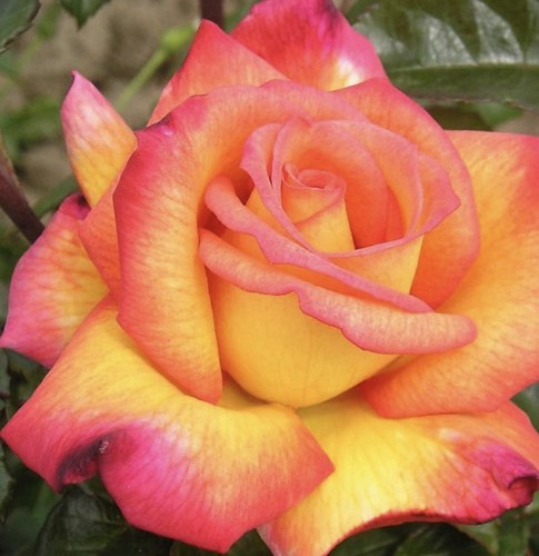 Sheila perfume fragrant - 'sheila's,