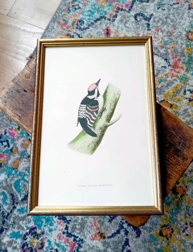 Lesser spotted woodpecker - spotted,