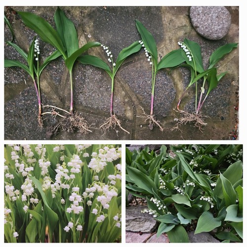Large lily valley plants - large, of