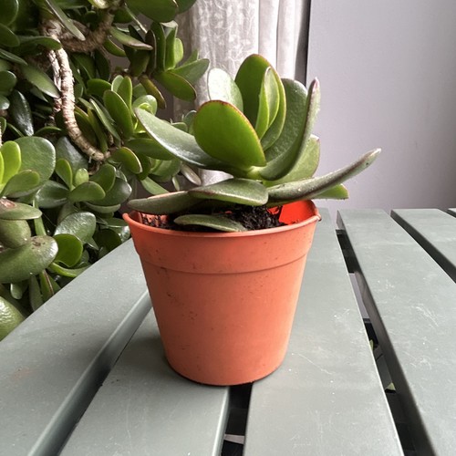 Jade plant crassula potted - jade,